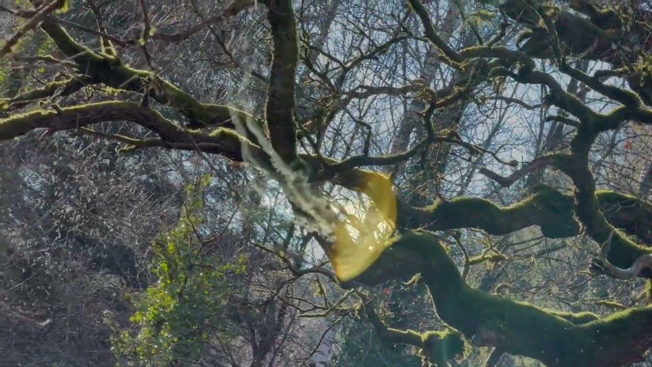 Le chêne de Sazeirat en Creuse