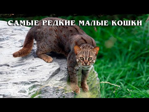 TOP: The rarest wild small cats | Interesting facts about wild cats