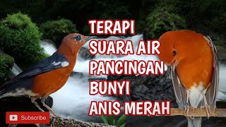 Gemericik Air Untuk Terapi Anis Merah Macet Bunyi