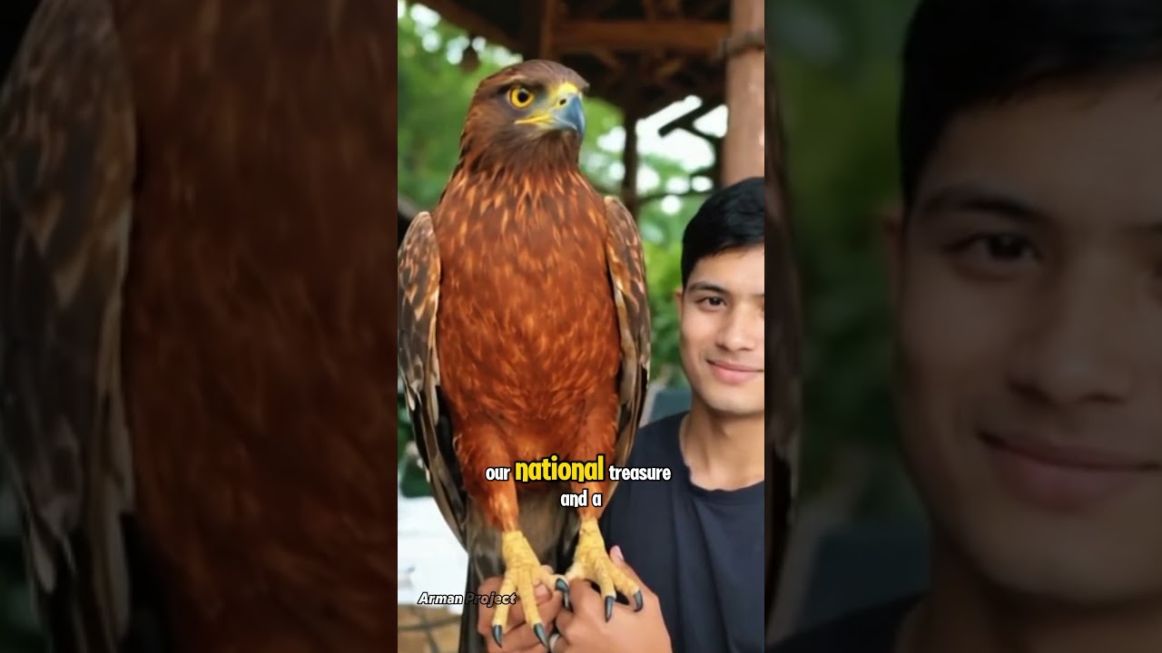 Javan hawk eagle 