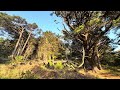 [050625] forest clearing along the Mount Victoria Lookout Walkway, Wellington, New Zealand