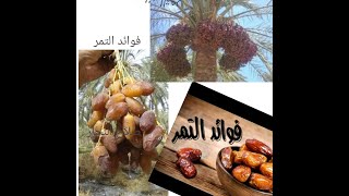 فوائد التمر