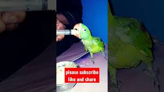 The parrot was feeding #shortvideo #shorts_viral #feeding #beautiful #parrot