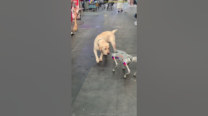 Real Dog vs Robot Dog