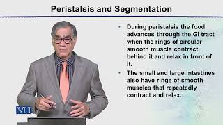 Peristalsis and Segmentation | Animal Form & Function 2 (Theory) | ZOO517T_Topic043