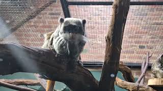 Wildfact Wednesdayemperor Tamarins