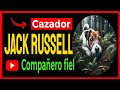 🔴 Jack Russell: La Doble Vida de un Cazador de Plagas y Compañero Fiel
