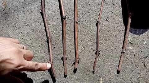 Quais os cuidados após o plantio de uma estaca?