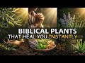 20 Biblical Plants Jesus Prayed On That Heal You Instantly.