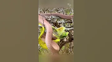 Chameleon Fights Poisonous Snake On Tree Branches 