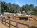 Bryan Neubert - Cow Working Clinic