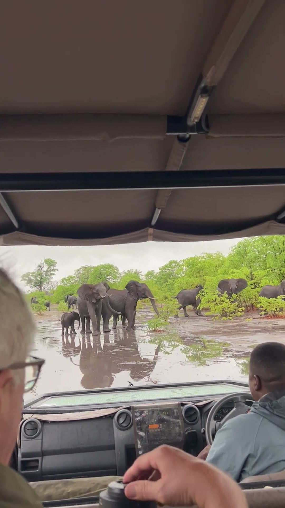 Elephant Slips in Muddy Puddle || ViralHog