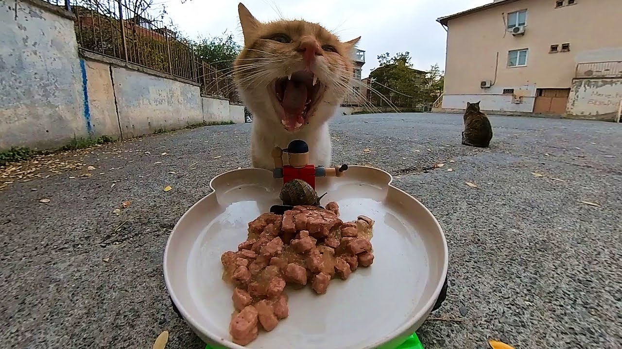 I Sent Food to Cats with my RC Car – Watch Their Reactions