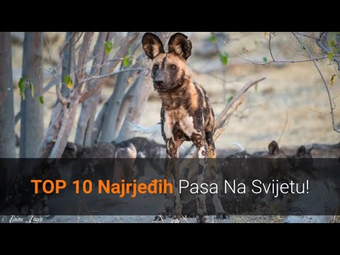 Video: Top 10 najrjeđih pasmina pasa na svijetu