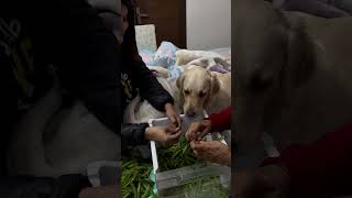 Picky Dog Takes a Surprising Turn with Peas