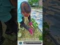 Smart Weeding tool Saves Farmers From Back Pain #tools