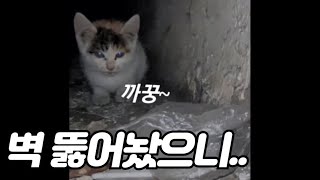 [4K] 벽 속에서 3일째 아기 고양이 우는소리가 자꾸 들려요.. (Ep.1) by 묘통령 Cat President 2,667 views 1 month ago 7 minutes, 31 seconds