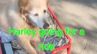 Harley needs help walking