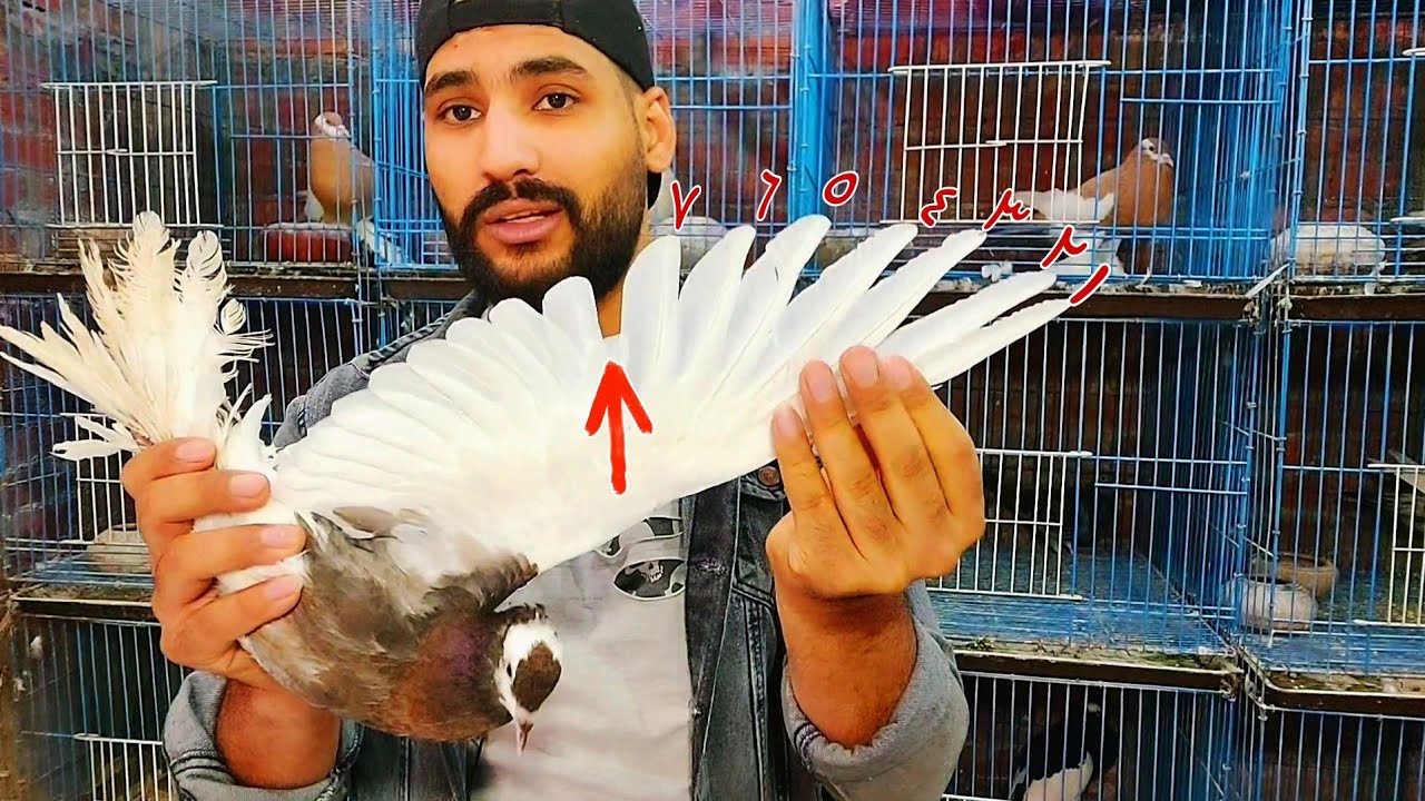 طريقه معرفه عمر الحمام بسهوله جدا ومعرفه الحمام العجوز من الزغاليل