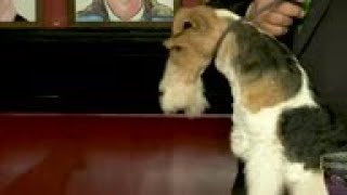 'Best in Show' dog eats steak in NYC