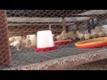 Locally fabricated brooder cages