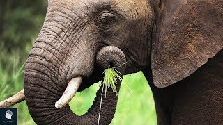 حقائق ومعلومات مذهلة لا تعرفها عن الفيل | سبحان الله العظيم