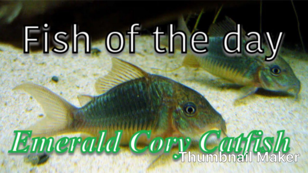 Fish of the day Emerald Cory Catfish YouTube