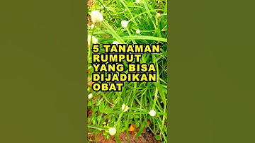 5 Tanaman Rumput Yang Bisa Dijadikan Obat #ekoazis