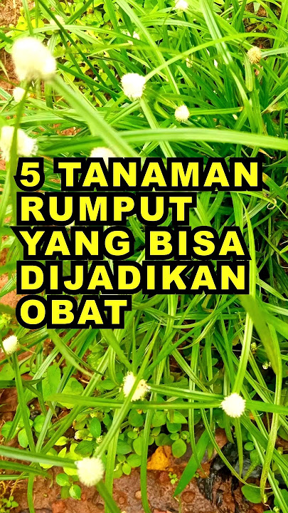5 Tanaman Rumput Yang Bisa Dijadikan Obat #ekoazis