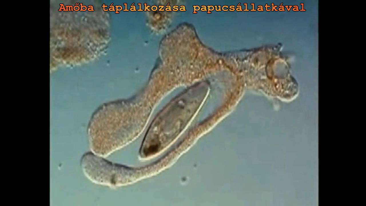 Prokarióta helminták, Tisztítás a parazitáktól Kazahsztánban