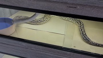Angolan pythons penthouse
