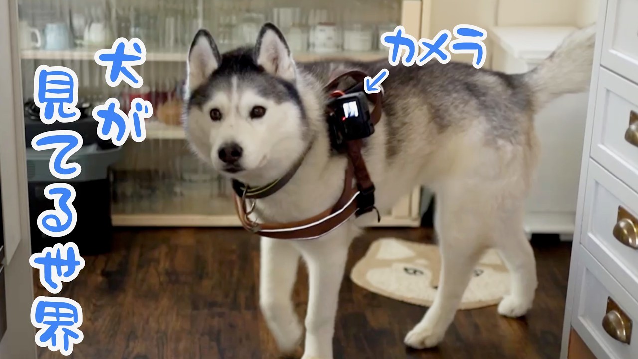 Filming my morning routine from a husky's perspective revealed a
