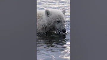 Unhappy Meal #natureismetal #keepnaturemetal #polarbear #babybird