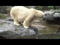 Eisbären Talk im Tierpark Berlin am 25 09