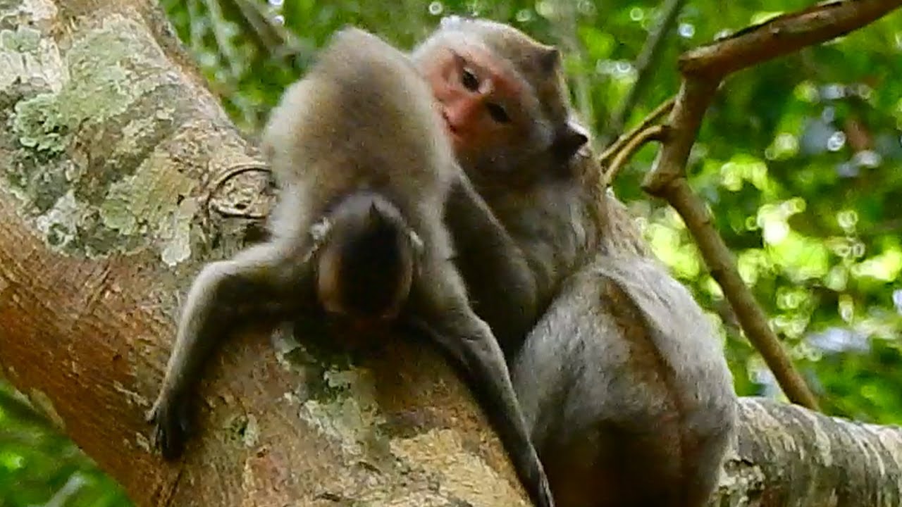 It`s Not Time Weaning ! Saxon Monkey Full Of Fear Falling But Mother ...