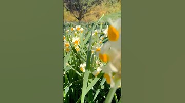 تلاوه هادئه مريحه| سورة نوح #قران_كريم #راحة_نفسية