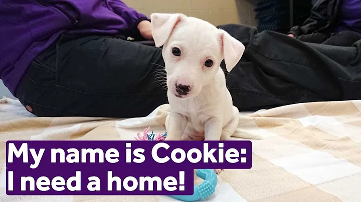 Adopt Cookie | Dogs | Mayhew
