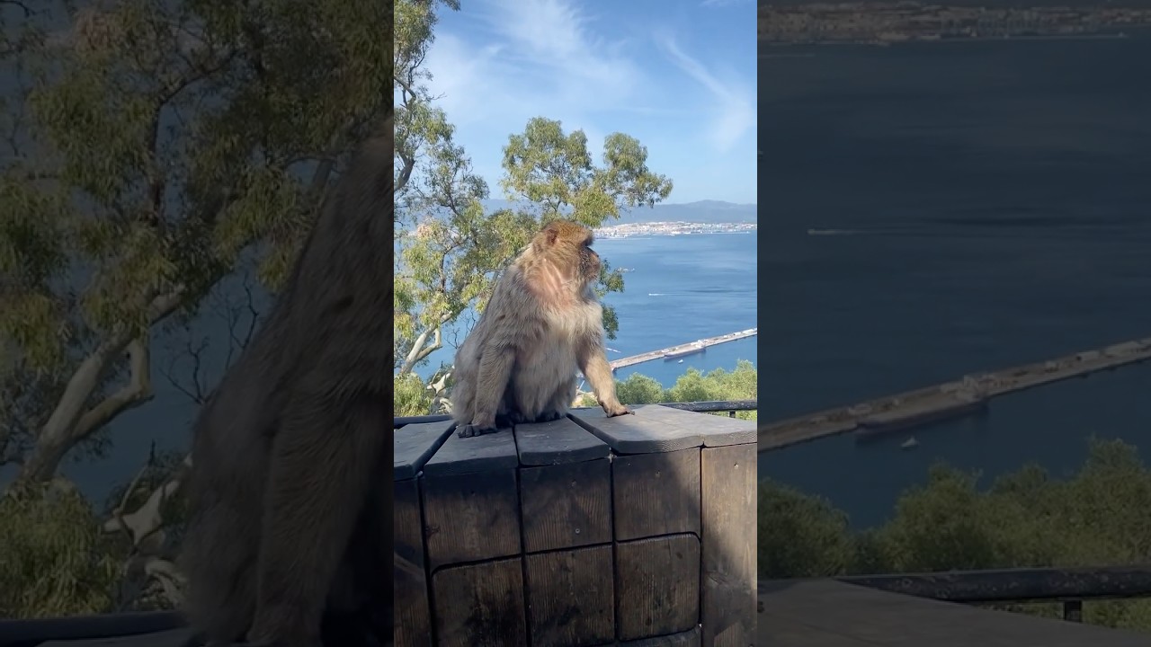 Cute Monkey in Gibraltar, UK #monkey #gibraltar #cruise