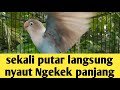 Pancingan Burung Lovebird Nyaut Silahkan Di Coba Mp3 - Mp4 Download