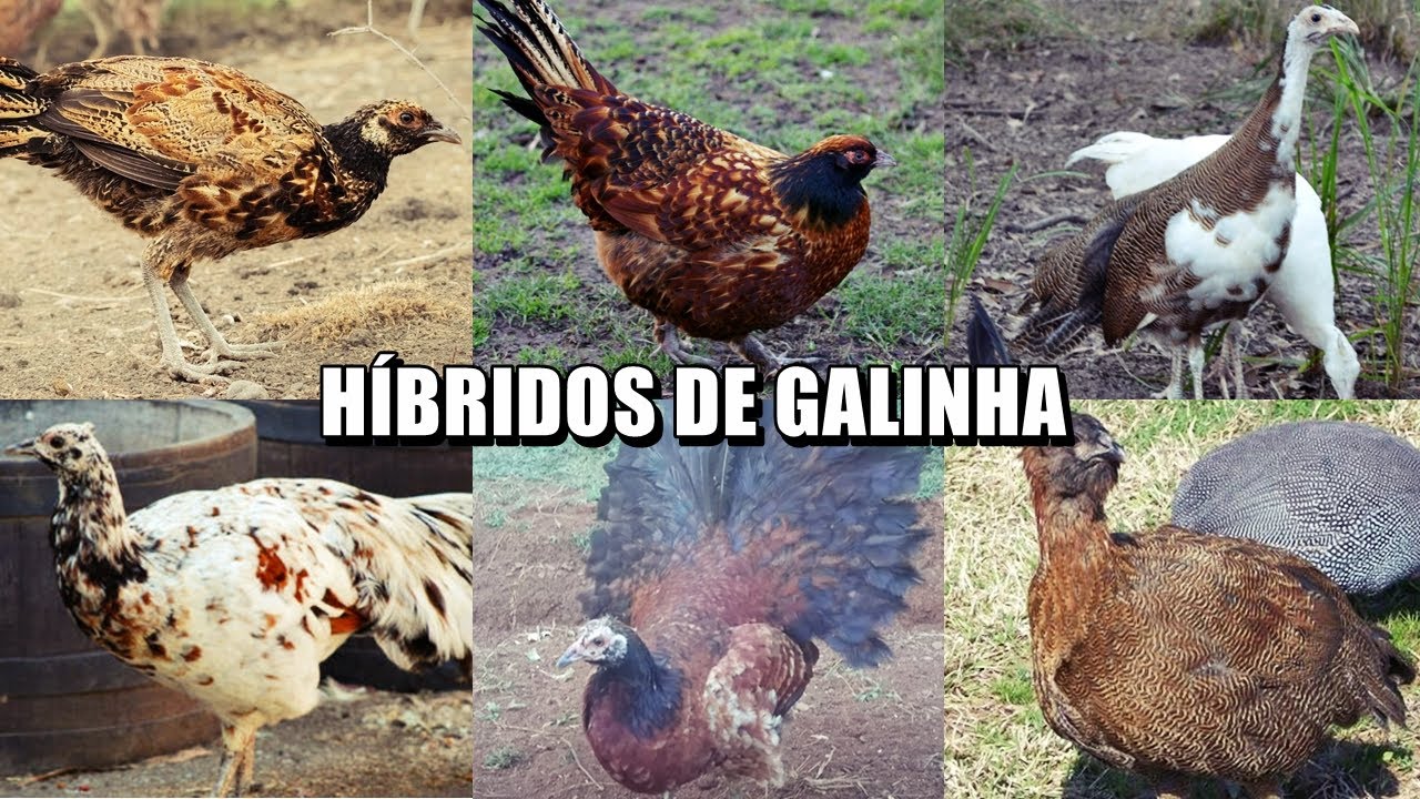 CONHEÇA 5 HÍBRIDOS RAROS DE GALINHA | MEET 5 CHICKEN HYBRIDS