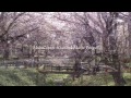 桜のラジコン空撮