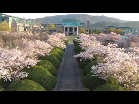 鏡野公園　桜のラジコン空撮