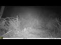 Fototrampeo &quot;trail cam&quot; de garduñas (martes foina) en el Parque Natural Sierra Norte de Sevilla