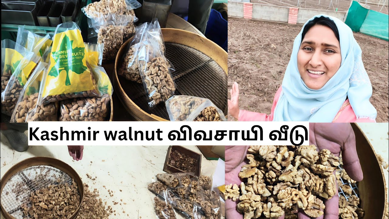 காஷ்மீர் ஒரிஜினல் walnut விவசாயி வீடு #vlog #kashmir #tamil #farming #farmer