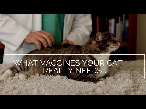 Video: Vaksin Bersekutu Sarcomas di Kucing