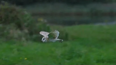 A guide to Barn Owl habitats