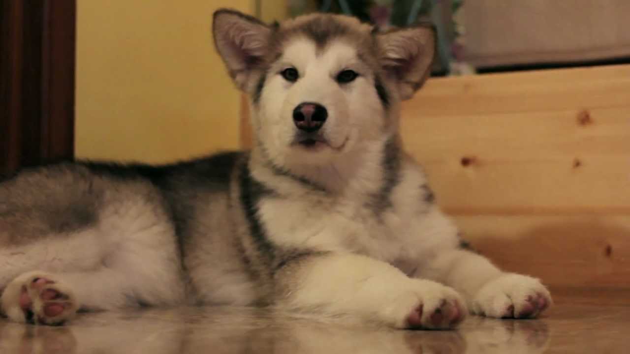 3 month old alaskan malamute