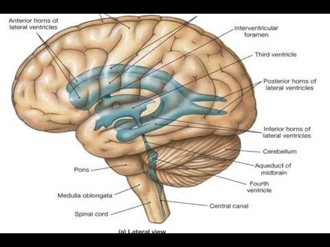 Medulla oblongata