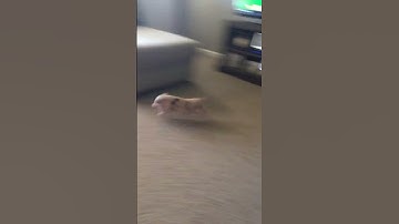 Piglet Has The Zoomies || ViralHog