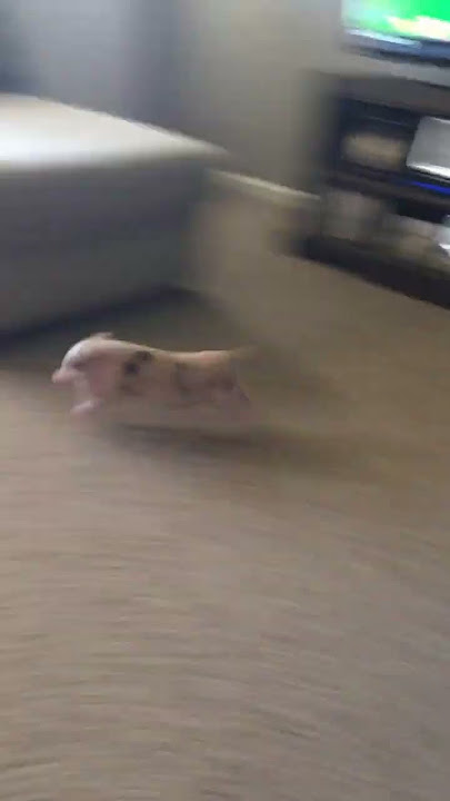Piglet Has The Zoomies || ViralHog